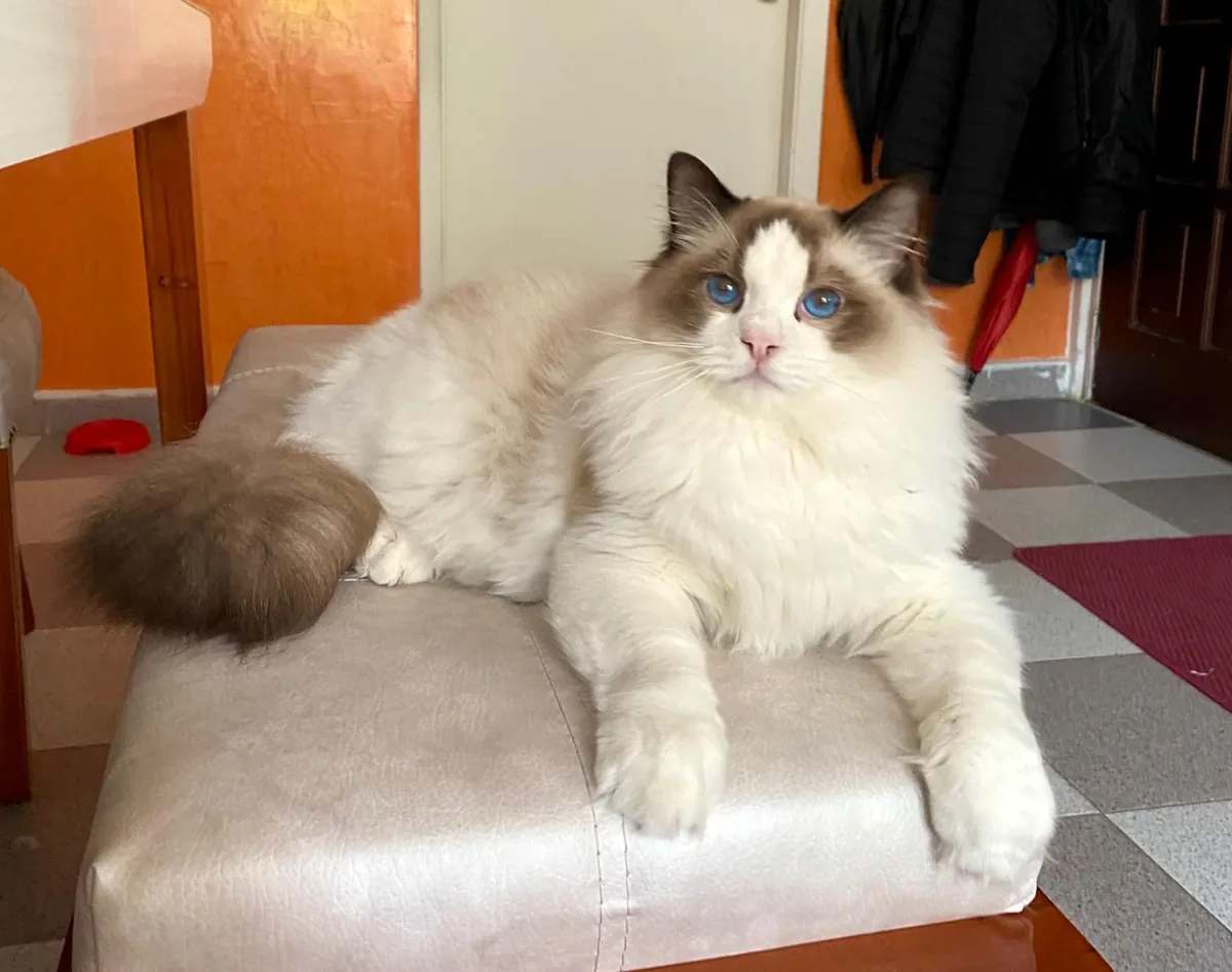 A Ragdoll cat photographed for a breed profile; the photograph illustrates the breed and does not predict an individual cat's temperament.